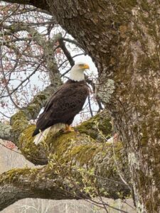 majestic photo of an American Bald Eagle on the Lake Singletary Shoreline